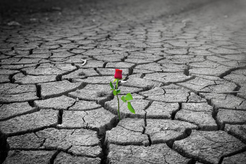 Resilience. Rose growing in dried up soil